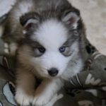 Husky Olaf,11/2025, Endgröße ca. 60 cm