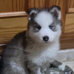 Husky Olaf,11/2025, Endgröße ca. 60 cm