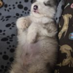 Husky Olaf,11/2025, Endgröße ca. 60 cm