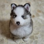 Husky Olaf,11/2025, Endgröße ca. 60 cm