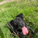 Labrador-Mischling Olivia, 03/2017, ca. 50 cm