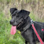 Labrador-Mischling Olivia, 03/2017, ca. 50 cm