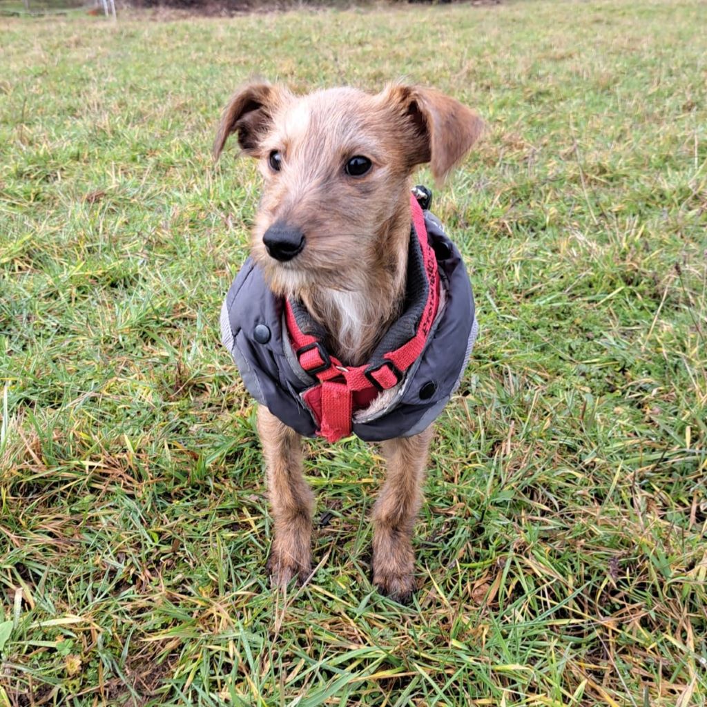 Mischling Orinoco, 10/2025, Endgröße ca. 40 cm, 61250 Usingen