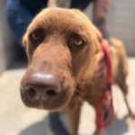 Schäferhund Mischling Osito, 07/2023, ca. 68 cm