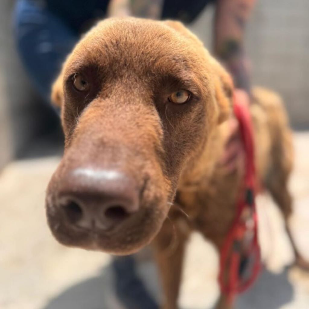 Schäferhund Mischling Osito, 07/2023, ca. 68 cm