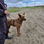 Schäferhund Mischling Osito, 07/2023, ca. 68 cm