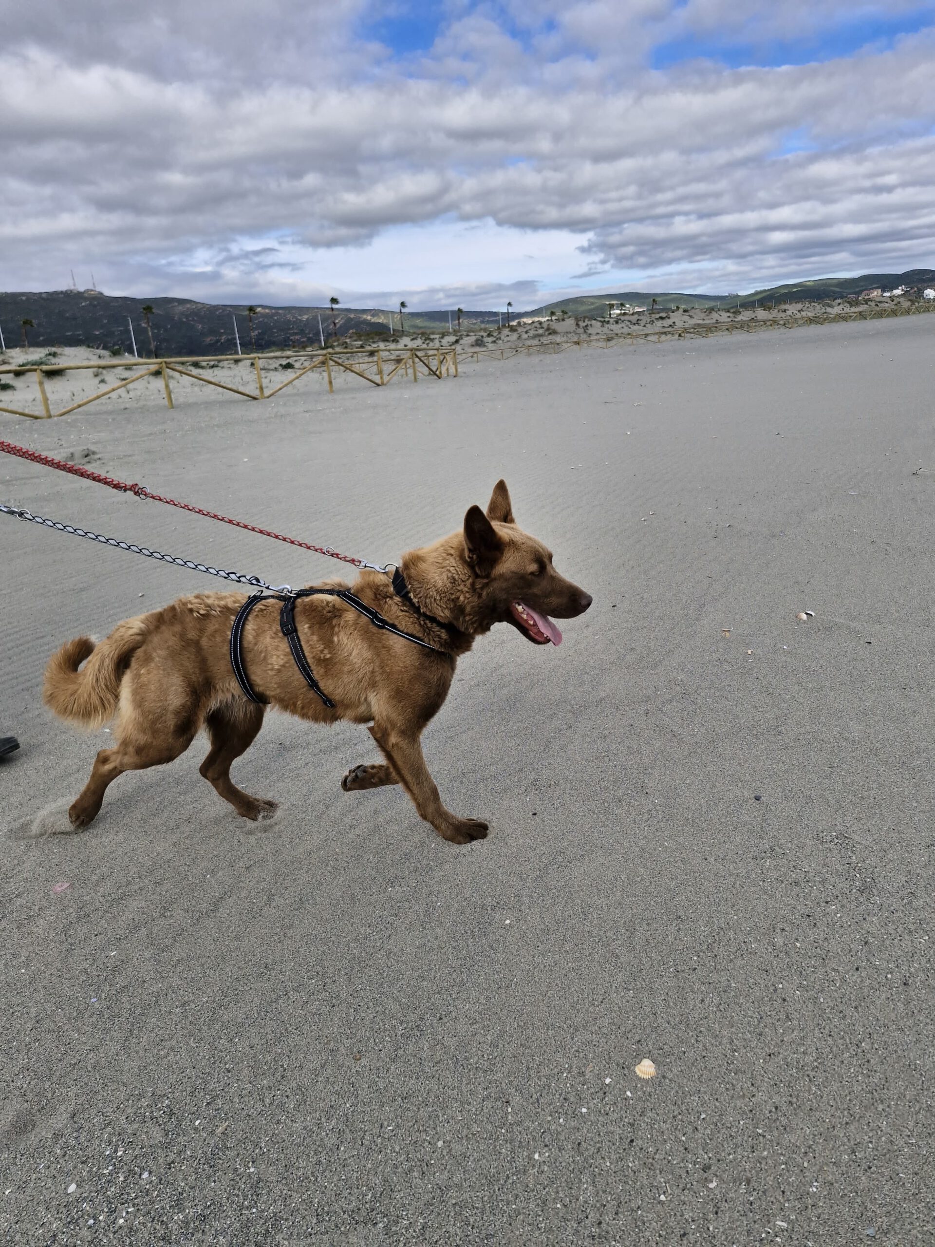 Schäferhund Mischling Osito, 07/2023, ca. 68 cm