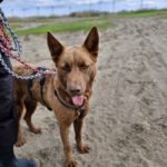 Schäferhund Mischling Osito, 07/2023, ca. 68 cm