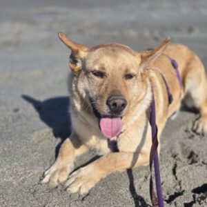 Mischling Palomo, 01/2022, ca. 60 cm