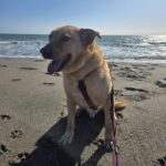 Mischling Palomo, 01/2022, ca. 60 cm