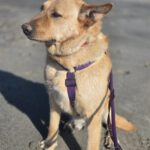 Mischling Palomo, 01/2022, ca. 60 cm