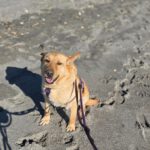 Mischling Palomo, 01/2022, ca. 60 cm