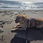 Mischling Palomo, 01/2022, ca. 60 cm