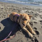 Mischling Palomo, 01/2022, ca. 60 cm