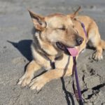 Mischling Palomo, 01/2022, ca. 60 cm