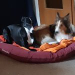 Galgo Pandora, 10/2023, ca. 60 cm, 21423 Winsen-Luhe