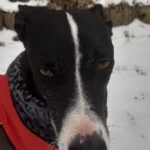 Galgo Pandora, 10/2023, ca. 60 cm, 21423 Winsen-Luhe