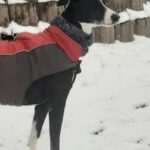 Galgo Pandora, 10/2023, ca. 60 cm, 21423 Winsen-Luhe