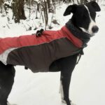 Galgo Pandora, 10/2023, ca. 60 cm, 21423 Winsen-Luhe