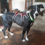 Galgo Pandora, 10/2023, ca. 60 cm, 21423 Winsen-Luhe