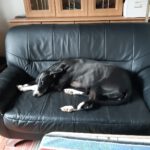 Galgo Pandora, 10/2023, ca. 60 cm, 21423 Winsen-Luhe