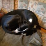 Galgo Pandora, 10/2023, ca. 60 cm, 21423 Winsen-Luhe