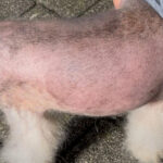 Pandy - Alopezie / Happy End Story - SALVA Hundehilfe