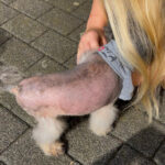 Pandy - Alopezie / Happy End Story - SALVA Hundehilfe