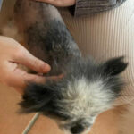 Pandy - Alopezie / Happy End Story - SALVA Hundehilfe