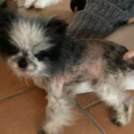 Pandy - Alopezie / Happy End Story - SALVA Hundehilfe