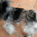 Pandy - Alopezie / Happy End Story - SALVA Hundehilfe