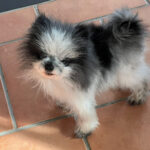 Pandy - Alopezie / Happy End Story - SALVA Hundehilfe