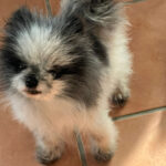 Pandy - Alopezie / Happy End Story - SALVA Hundehilfe