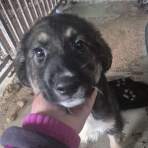 Mastin Mischling Pascual, 11/2025, Endgröße ca. 65 cm