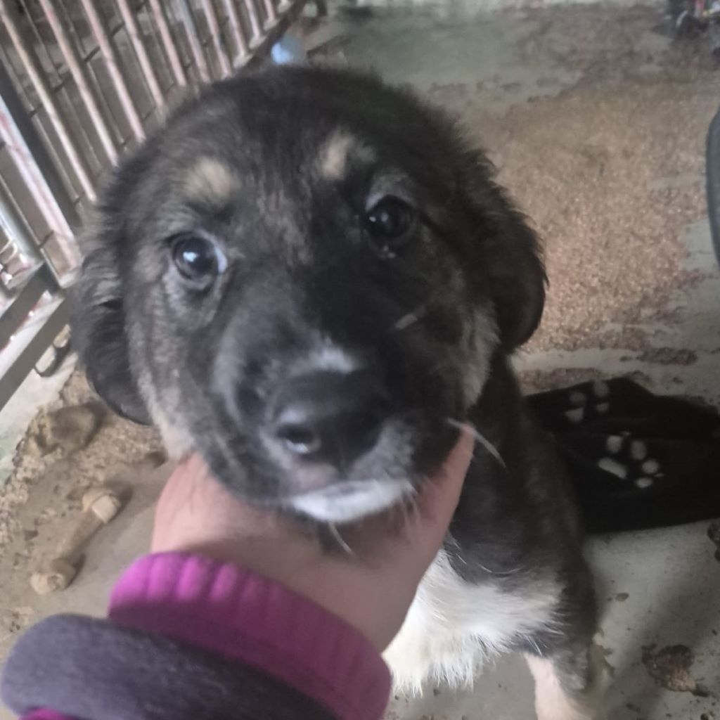 Mastin Mischling Pascual, 11/2025, Endgröße ca. 65 cm