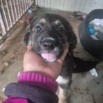 Mastin Mischling Pascual, 11/2025, Endgröße ca. 65 cm