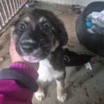 Mastin Mischling Pascual, 11/2025, Endgröße ca. 65 cm