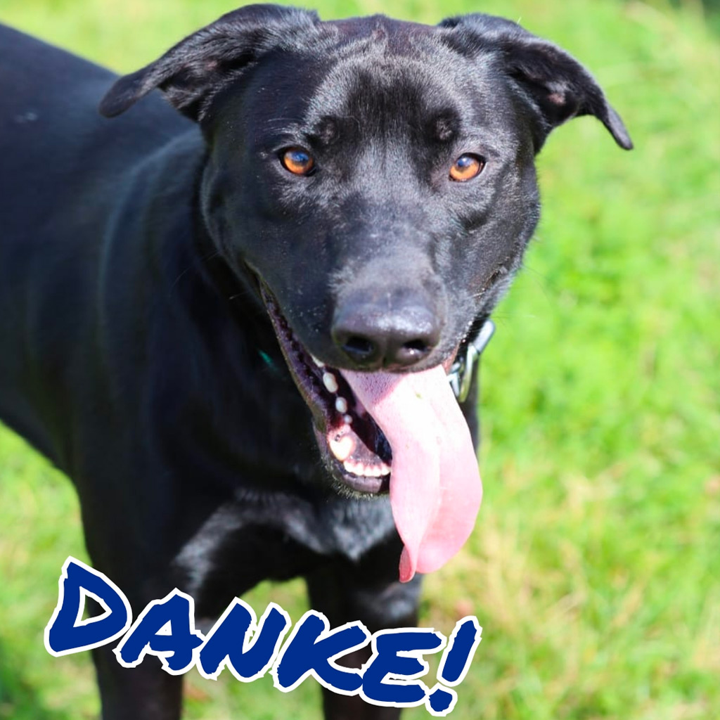 Pensionspatenschaft Hansel, Mischling, 08/2022, ca. 60 cm