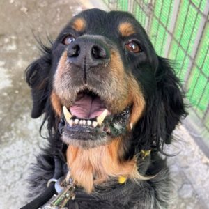 Bretone Perdigon, 03/2017, ca. 47 cm