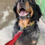 Bretone Perdigon, 03/2017, ca. 47 cm