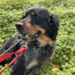 Bretone Perdigon, 03/2017, ca. 47 cm