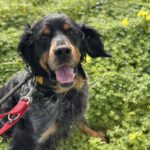 Bretone Perdigon, 03/2017, ca. 47 cm