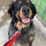 Bretone Perdigon, 03/2017, ca. 47 cm