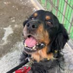 Bretone Perdigon, 03/2017, ca. 47 cm