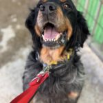 Bretone Perdigon, 03/2017, ca. 47 cm