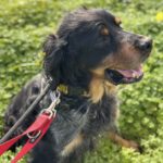 Bretone Perdigon, 03/2017, ca. 47 cm