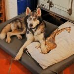 Sibirian Husky Perla, 05/2023, ca. 60 cm, 01594 Hirschstein