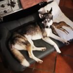 Sibirian Husky Perla, 05/2023, ca. 60 cm, 01594 Hirschstein