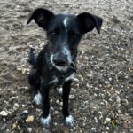 Mischling Persil, 08/2025, Endgröße ca. 40 cm, 46242 Bottrop