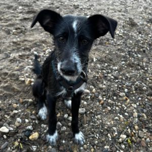 Mischling Persil, 08/2025, Endgröße ca. 40 cm, 46242 Bottrop